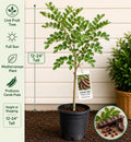 Carob Live Fruit Tree 12–24 Inches Tall – Ceratonia siliqua – Edible Legume Tree – Fast Shipping