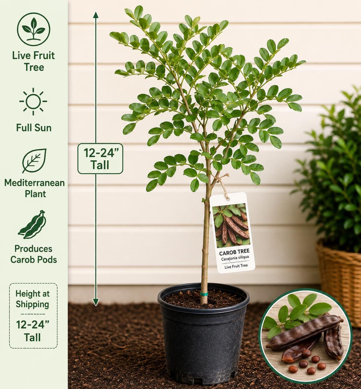 Carob Live Fruit Tree 12–24 Inches Tall – Ceratonia siliqua – Edible Legume Tree – Fast Shipping