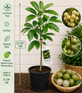 Spanish Lime Live Fruit Tree 12-24 Inches Tall – Melicoccus bijugatus – Fast Growing Tropical Fruit Tree