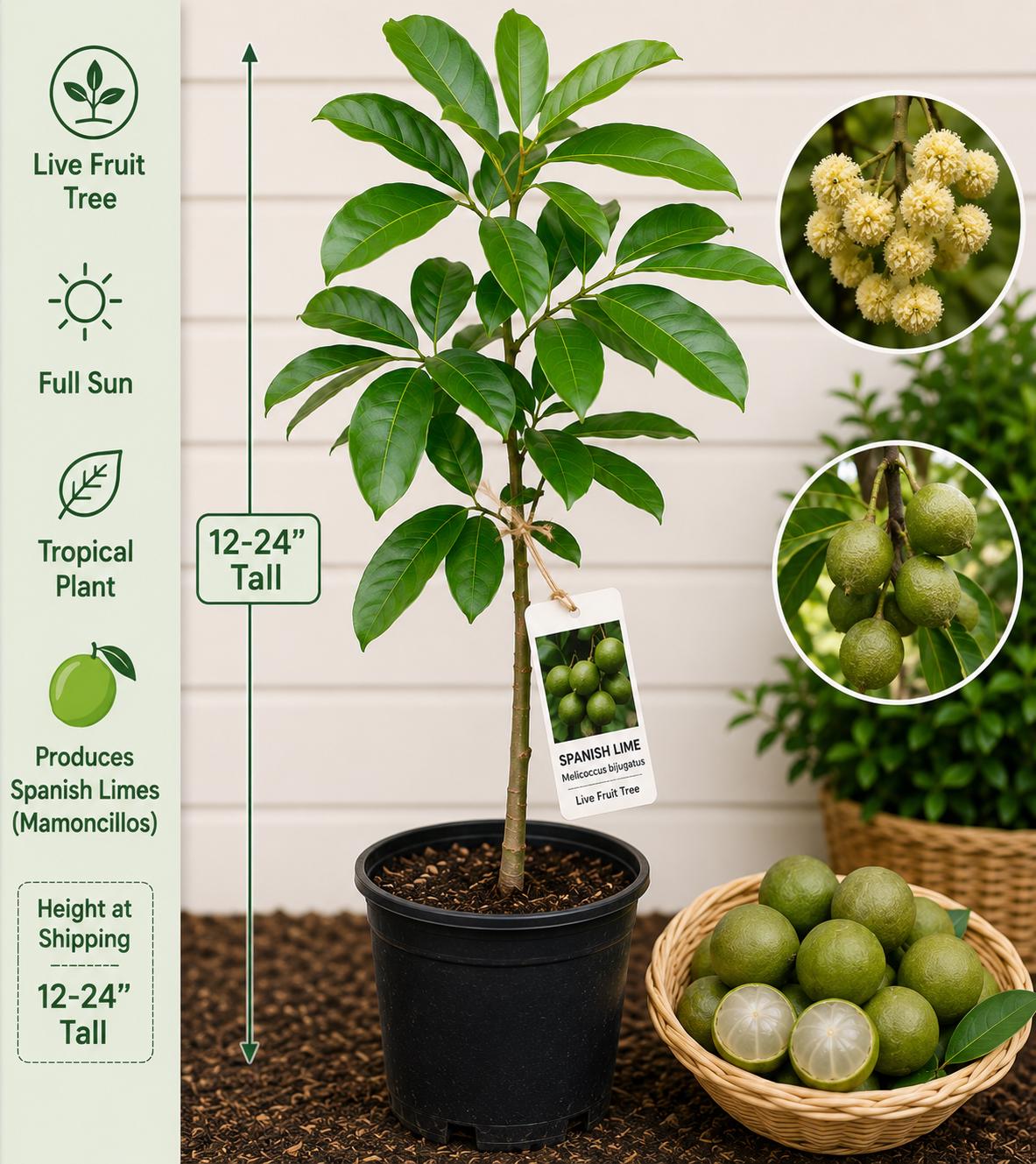 Spanish Lime Live Fruit Tree 12-24 Inches Tall – Melicoccus bijugatus – Fast Growing Tropical Fruit Tree
