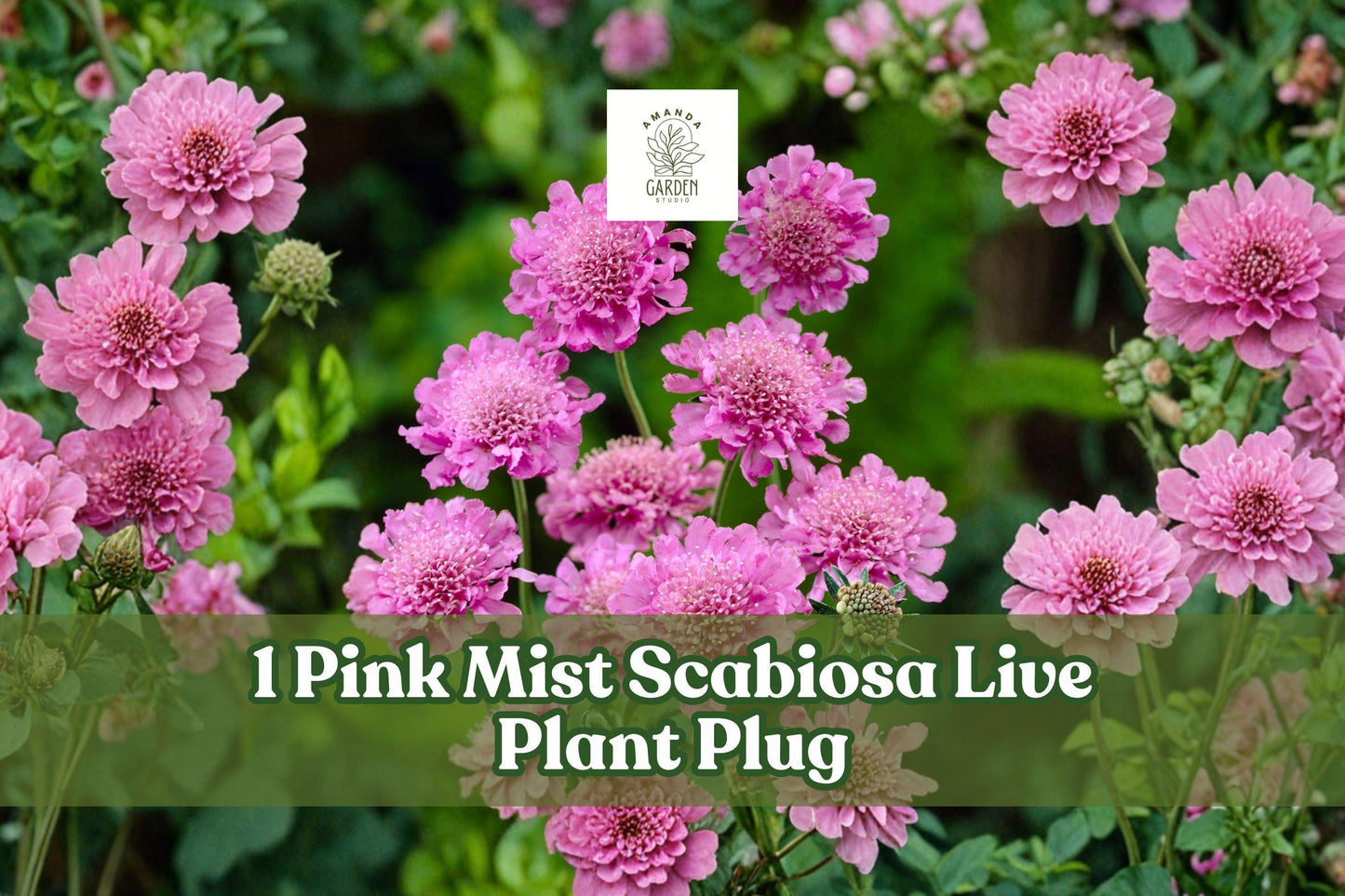 Pink Mist Scabiosa Live Plant Plug, Pincushion Flower, Perennial for Borders & Containers, Scabiosa columbaria 'Pink Mist'