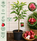 Red Malay Apple Live Fruit Tree 12-24 Inches Tall – Syzygium malaccense – Easy to Grow Tropical Fruit Tree