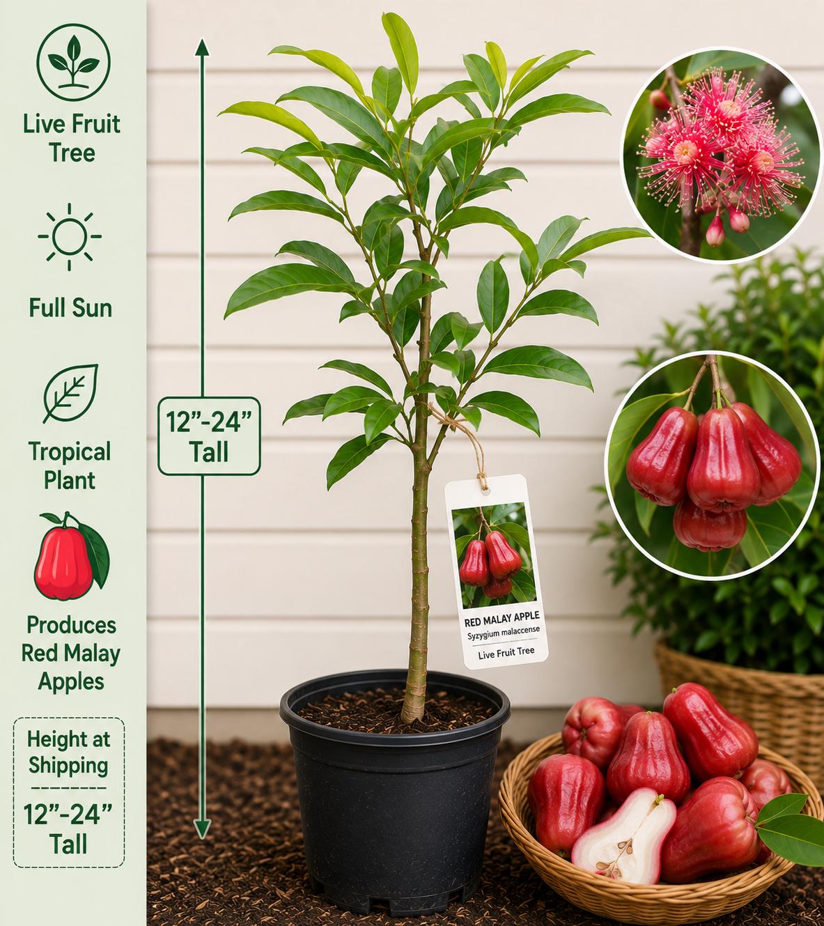Red Malay Apple Live Fruit Tree 12-24 Inches Tall – Syzygium malaccense – Easy to Grow Tropical Fruit Tree