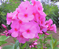 Phlox Eva Cullum Bare Root Plant – Fragrant Pink Perennial for Borders, Pollinator-Friendly, Zone 4-8