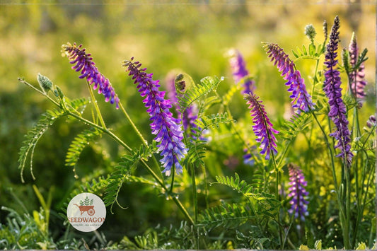 Hairy Vetch Seeds – Purple Bounty Cover Crop, Nitrogen Fixing, Pollinator Friendly, Vicia villosa, Climbing Vine