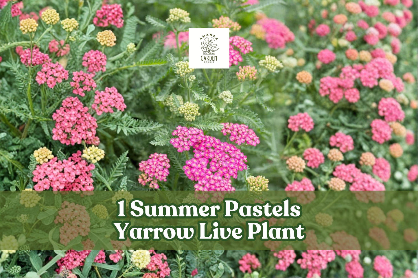 Summer Pastels Yarrow Live Plant - Achillea Millefolium Perennial Flower, Pollinator-Friendly, Drought Tolerant, Cut Flower, Starter Plant