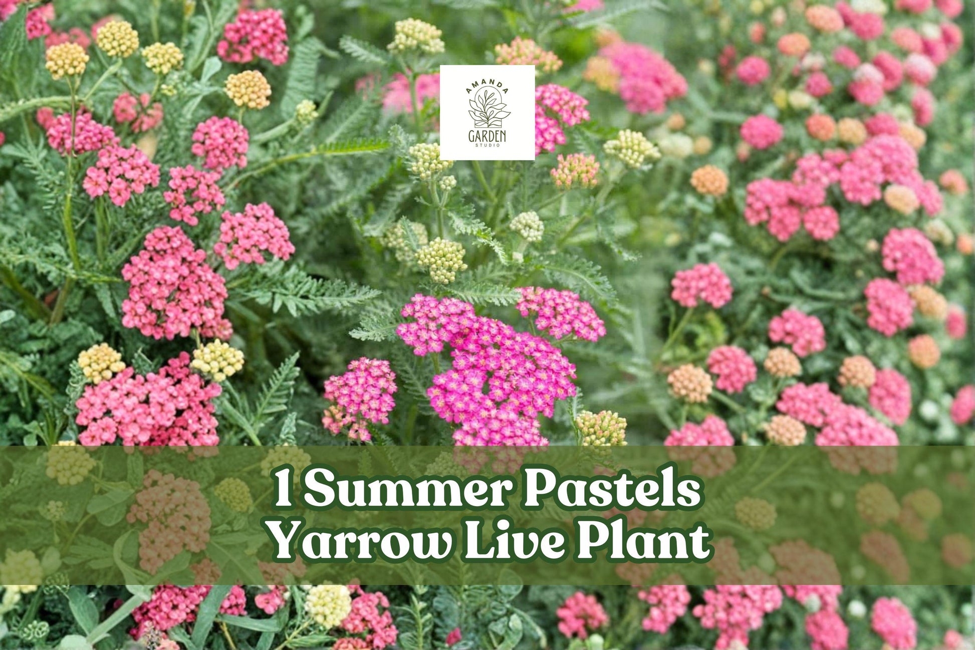 Summer Pastels Yarrow Live Plant - Achillea Millefolium Perennial Flower, Pollinator-Friendly, Drought Tolerant, Cut Flower, Starter Plant