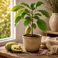 Bare Root Pawpaw Tree | Asimina triloba Native Edible Fruit Tree for Backyard Orchard