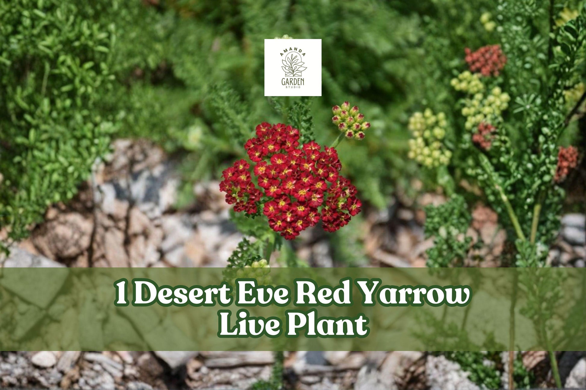 Desert Eve Red Yarrow Live Plant – Achillea millefolium Perennial Starter for Sunny Borders, Pollinator Gardens, Cut Flowers