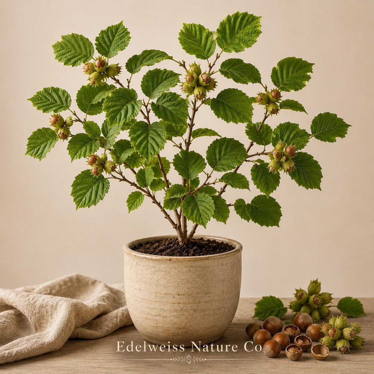 American Hazelnut Trees Bare Root | Corylus americana Edible Nut Shrubs for Wildlife Garden