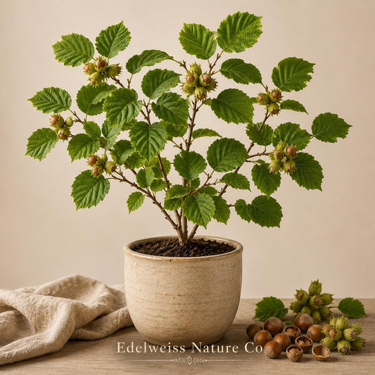 American Hazelnut Trees Bare Root | Corylus americana Edible Nut Shrubs for Wildlife Garden