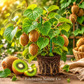 Vincent Kiwi Bare Root Starter Plug | Actinidia chinensis Female Climbing Vine | Edible Fruit Plant for Home Gardens