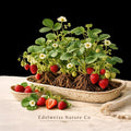 20 Cardinal Strawberry Bare Roots | Heirloom Fragaria × ananassa Springbearing Plants for Edible Garden