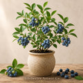 Chandler Blueberry Starter Plugs, Vaccinium corymbosum, Heirloom, Non-GMO, Bare Root, Edible Berry Plants, Cold-Hardy, Home Garden