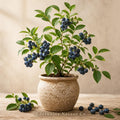 Sweetcrisp Blueberry Starter Plugs | Vaccinium corymbosum Bare Root Plants | Edible Berry Garden