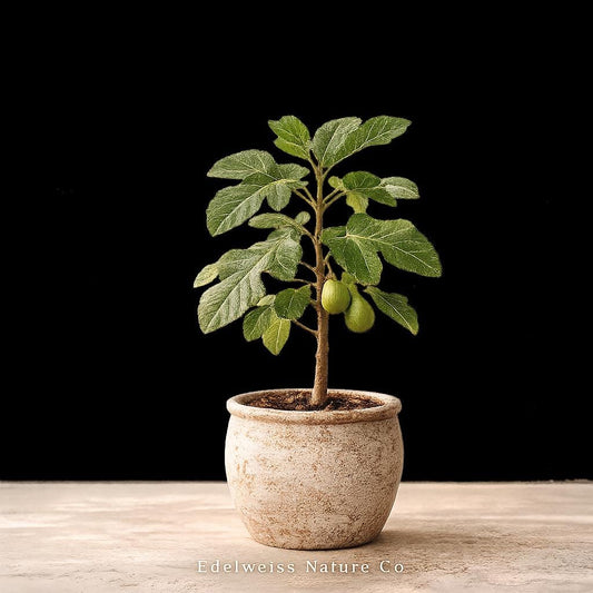 Kadota Fig Tree Starter Plant – Heirloom Non-GMO Ficus carica Live Roots for Home Garden