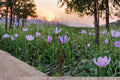 Midland Shooting Star Wildflower Seeds – Dodecatheon meadia Perennial Native Prairie Flower for Pollinator Gardens