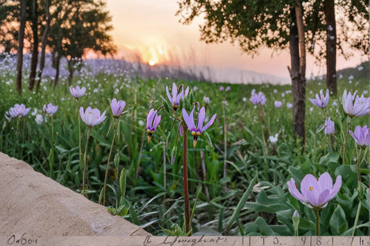 Midland Shooting Star Wildflower Seeds – Dodecatheon meadia Perennial Native Prairie Flower for Pollinator Gardens