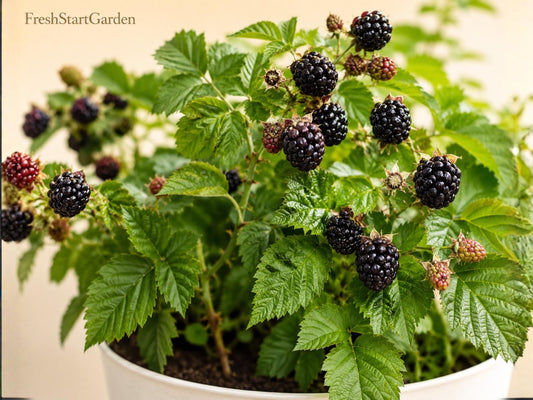 Jewel Black Raspberry Live Rooted Starter Plant – Rubus occidentalis Edible Fruit Shrub for Garden, Edible Landscape, Berry Production