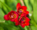 Freesia Double Bicolor Bulbs – Fragrant Red Yellow Spring Flowers for Gardens & Containers – Freesia hybrids