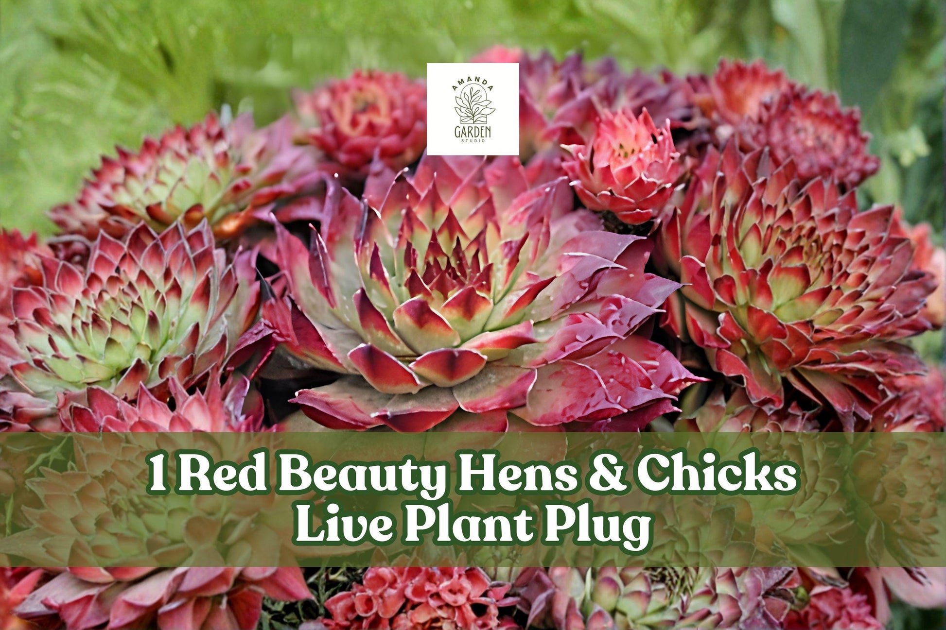 Red Beauty Sempervivum Hens & Chicks Live Plant Plug, Hardy Succulent, Rock Garden, Container, Colorockz Series
