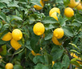Dwarf Lemon Tree Live Citrus Plant Bare Root Sapling Indoor Outdoor Fruiting, Citrus Lemon (Citrus limon)