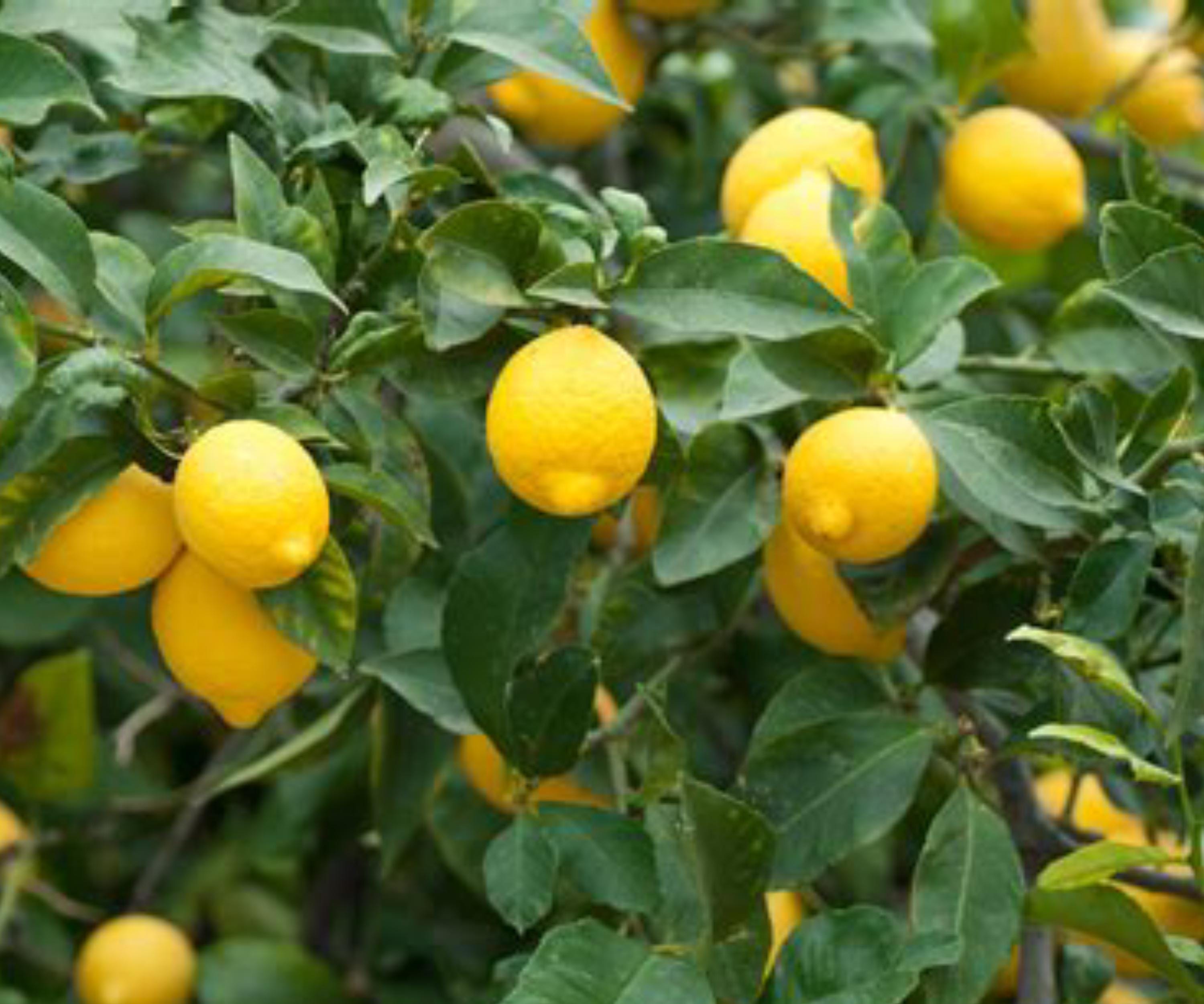 Dwarf Lemon Tree Live Citrus Plant Bare Root Sapling Indoor Outdoor Fruiting, Citrus Lemon (Citrus limon)