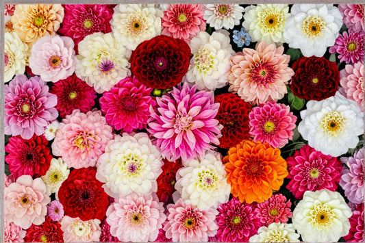 Mixed Dahlia Tuber – Colorful Flowering Plant – Dahlia pinnata – Garden Bed & Container Ornamental Blooms