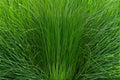 Elephant Grass Seeds, Pennisetum purpureum, Ornamental Tall Grass for Landscaping and Privacy Screening