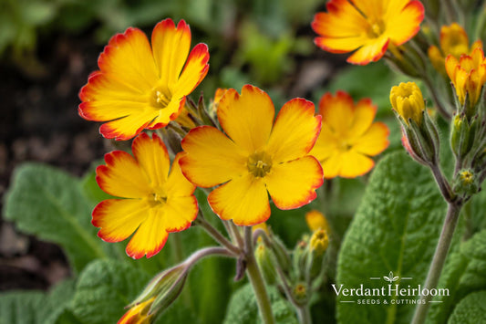 Oakleaf Yellow Picotee Primrose Bare Root Plant – Primula vulgaris 'Oakleaf Yellow Picotee' – Perennial Flowering Plant