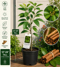 Cinnamon Live Tree 12–24 Inches Tall – Cinnamomum verum – Fast Growing Cinnamon Tree for Indoor & Outdoor Gardening