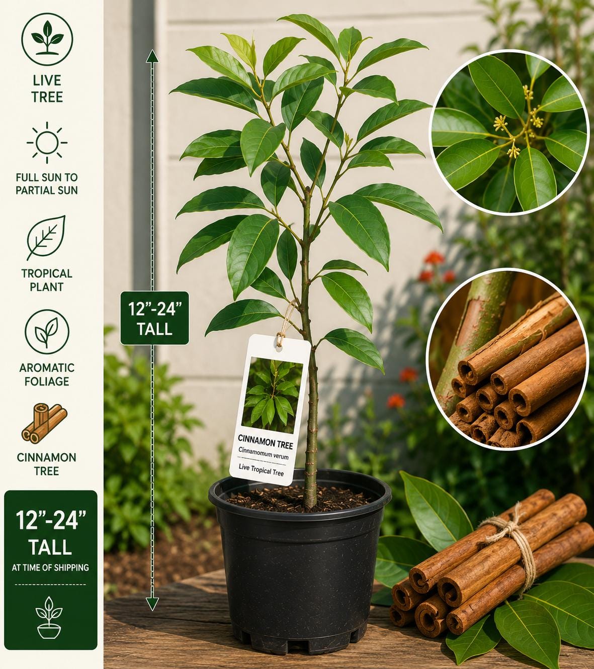 Cinnamon Live Tree 12–24 Inches Tall – Cinnamomum verum – Fast Growing Cinnamon Tree for Indoor & Outdoor Gardening