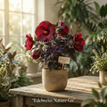 Midnight Marvel Hardy Hibiscus Starter Plant | Hibiscus moscheutos | Red Flowers & Dark Foliage | Perennial Garden Plant