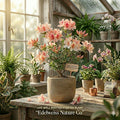 Rhododendron Starter Plant | Rare Sugar and Spice Azalea | Spring Flowering Ornamental Shrub