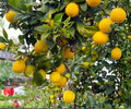 Cold Hardy Lemon Tree Seedlings – Live Citrus Plant for Patio, Garden, Container Growing, Fast Fruiting, Citrus limon