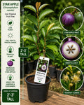 Star Apple Live Fruit Tree 2-3 Feet Tall – Chrysophyllum cainito – Edible Tropical Fruit Tree for Garden or Patio