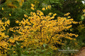 Spicebush Bare Root Plant – Lindera benzoin – Native Deciduous Shrub with Fragrant Foliage and Yellow Spring Flowers