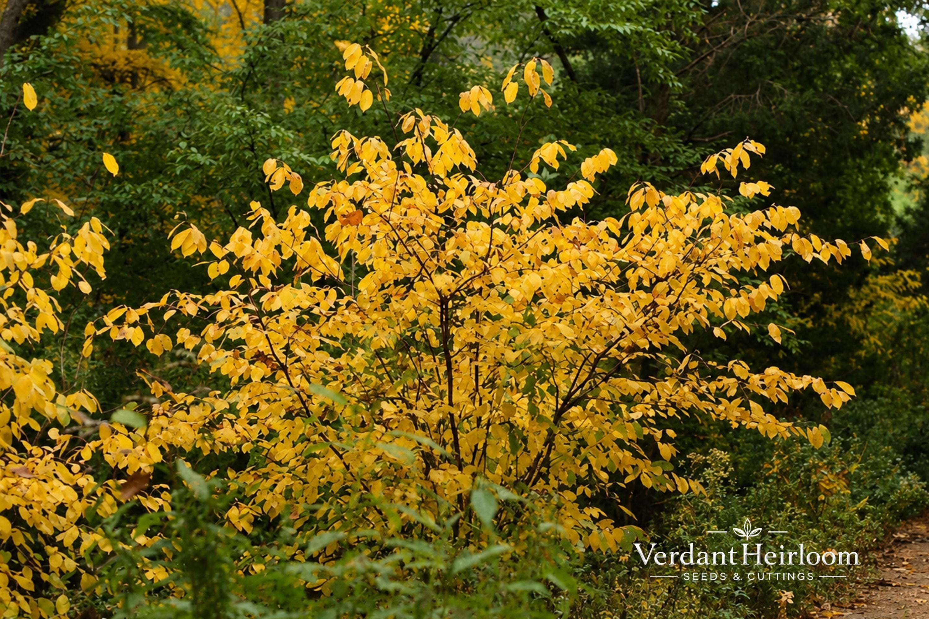 Spicebush Bare Root Plant – Lindera benzoin – Native Deciduous Shrub with Fragrant Foliage and Yellow Spring Flowers