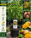 Banilejo Mango Grafted Tree 3-4 Feet Tall – Mangifera indica – Fruit Tree, Tropical, Edible, Fresh Stock