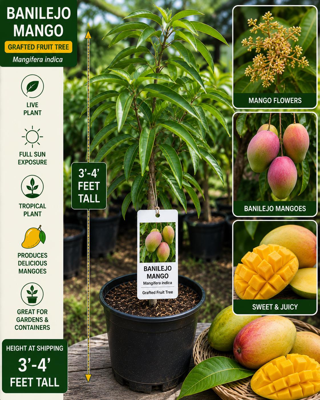 Banilejo Mango Grafted Tree 3-4 Feet Tall – Mangifera indica – Fruit Tree, Tropical, Edible, Fresh Stock