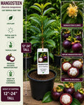 Mangosteen Live Fruit Tree 12-24 Inches Tall – Garcinia mangostana – Tropical Fruit Tree for Garden or Patio