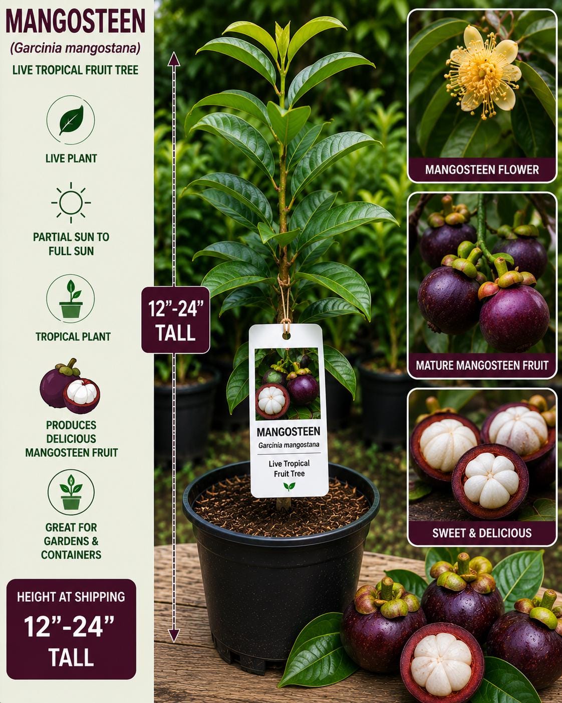 Mangosteen Live Fruit Tree 12-24 Inches Tall – Garcinia mangostana – Tropical Fruit Tree for Garden or Patio