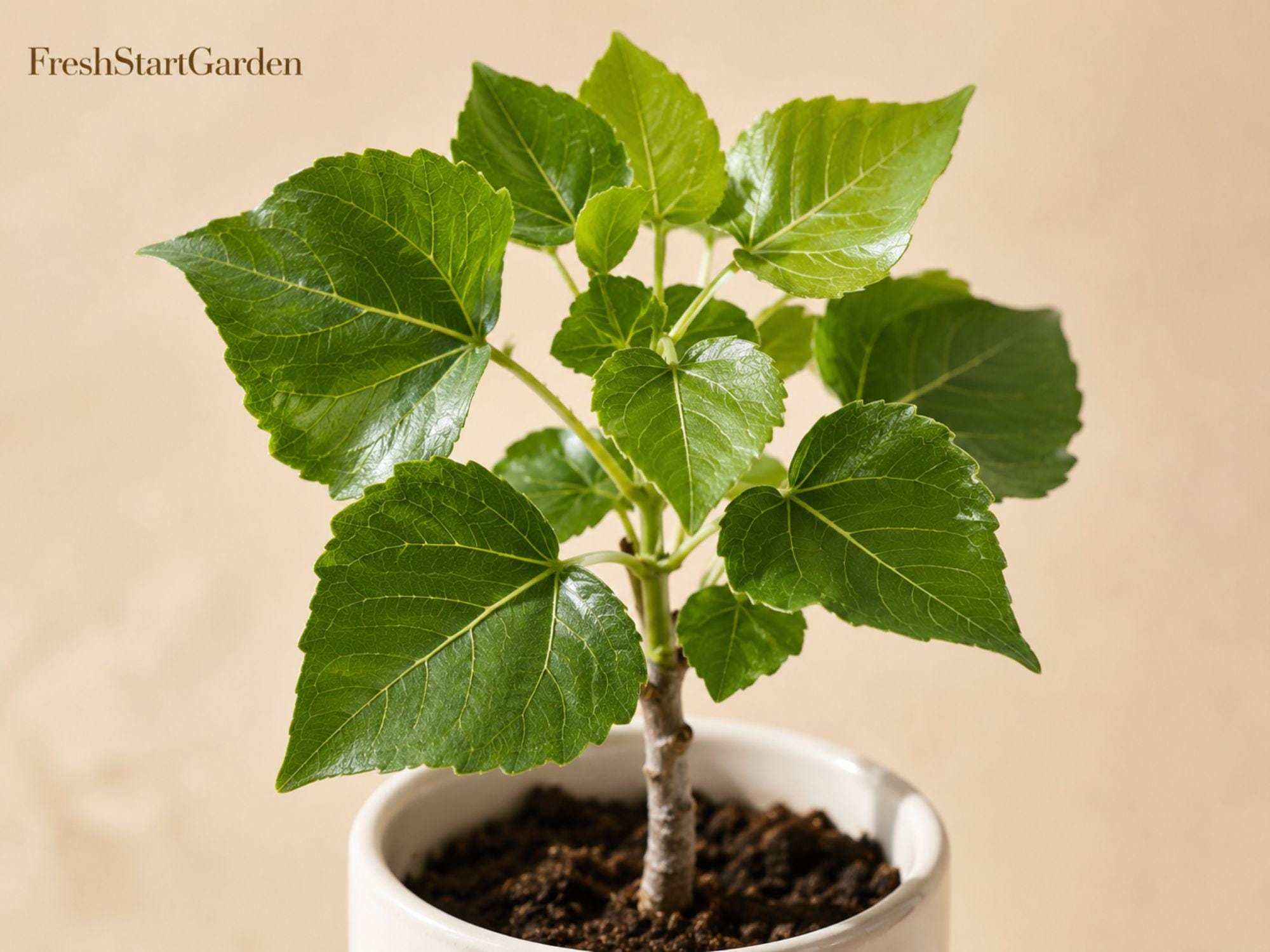 Cottonwood Tree Seedlings – Populus deltoides Deciduous Shade Tree for Landscaping and Windbreaks