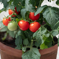 Dwarf Bush Cherry Tomato Seeds – 100+ Pack, Compact Patio Vegetable, Solanum lycopersicum, Easy-Care, Sweet Bite-Sized Fruit