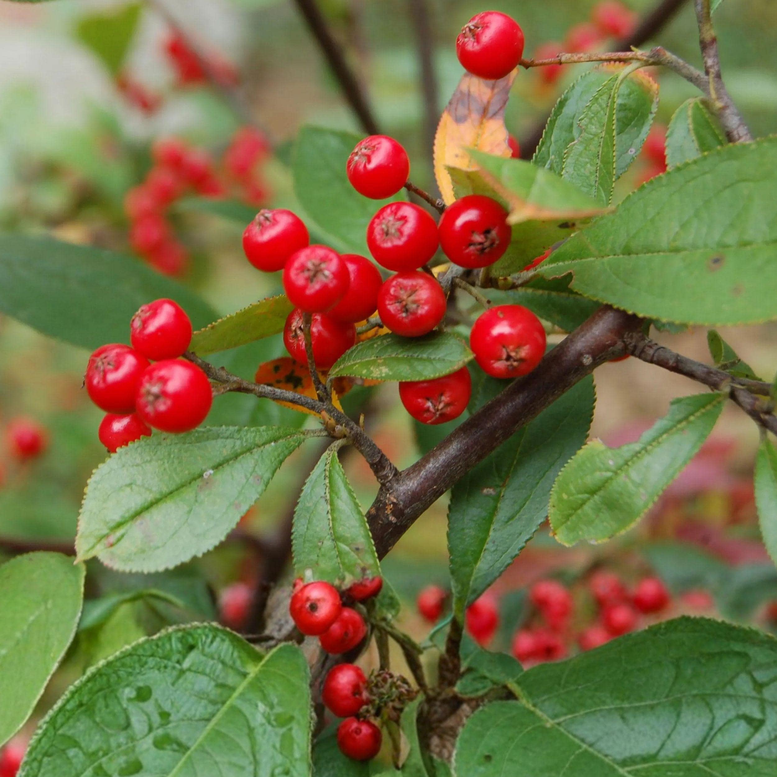 Red Chokeberry Shrub – 10-18 Inch Live Plants with White Flowers, Red Fall Foliage, Wildlife Berries, Native Aronia Arbutifolia