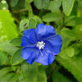 Evolvulus Blue Daze Live Plant Plug - Blue Flower Groundcover, Trailing, Well Rooted for Containers & Borders