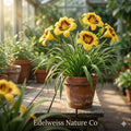 Black Eyed Stella Daylily Bare Root Plants – Reblooming Perennial Flower, Easy Grow Garden Lily, Hemerocallis