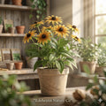 Black Eyed Susan Bare Root Plants | Rudbeckia hirta Wildflower Perennial | Pollinator-Friendly Yellow Flowers for Gardens