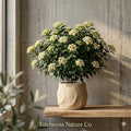 Blackhaw Viburnum Bare Root Shrub | Native Ornamental Wildlife Bush | Viburnum prunifolium Plant for Landscaping