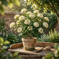 Blackhaw Viburnum Shrub Bare Root | Native White Flowers, Edible Berries, Fall Foliage | Viburnum prunifolium